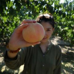 江浙沪包邮 无锡阳山湖景桃 水蜜桃中的爱马仕 4-4.8两  8只装