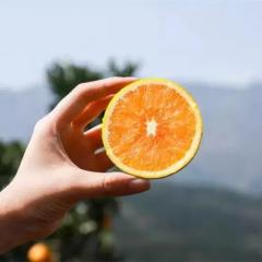 湖北·秭归九月红精品装18-24个.净重九斤  基地直发