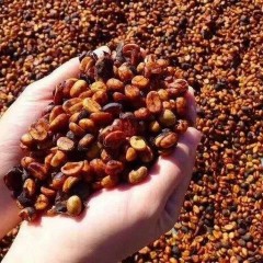 云中咖啡蜜处理中度烘焙豆500g