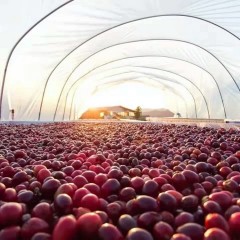 云中咖啡蜜处理中度烘焙豆500g