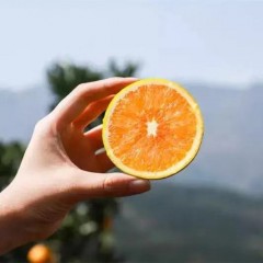 湖北·秭归九月红家庭装28-30个.净重九斤     基地直发