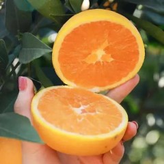 湖北·秭归九月红家庭装28-30个.净重九斤     基地直发