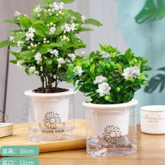 栀子花盆栽花卉植物室内带花苞阳台水培绿植浓香型大树苗四季好养