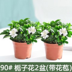 栀子花盆栽花卉植物室内带花苞阳台水培绿植浓香型大树苗四季好养